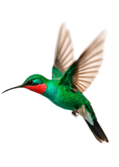 Hummingbird